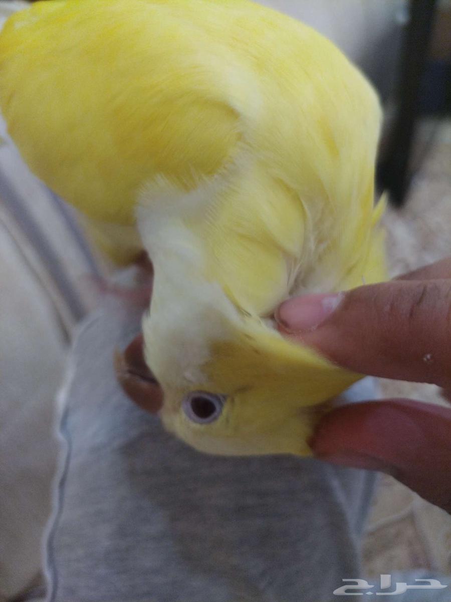 ببغاء كويكر لاتينو اليف64367639828867112