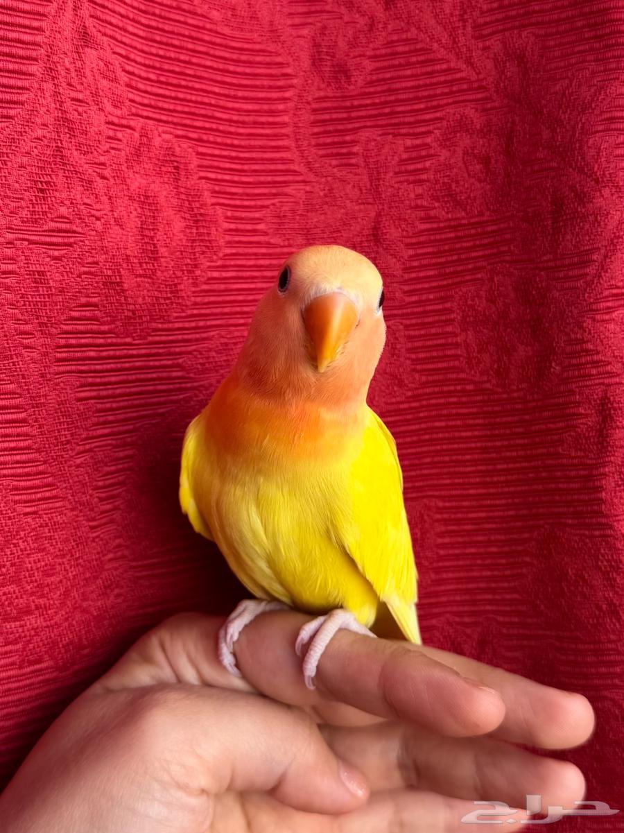 (( الله يبارك تم البيع )) طير روز اليف هدد نشبهه مناسب64369571793026110