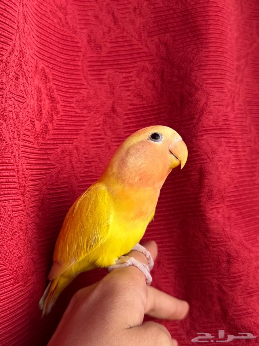 (( الله يبارك تم البيع )) طير روز اليف هدد نشبهه مناسب64369571793026111