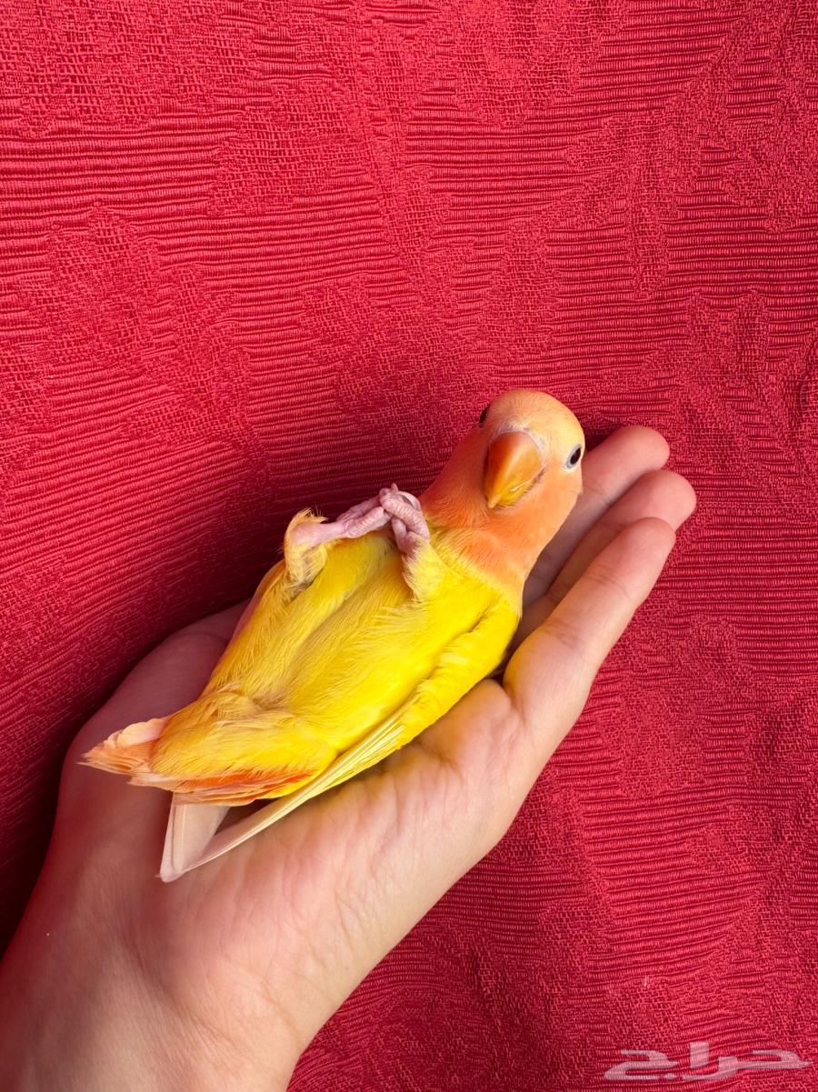 (( الله يبارك تم البيع )) طير روز اليف هدد نشبهه مناسب64369571793026113