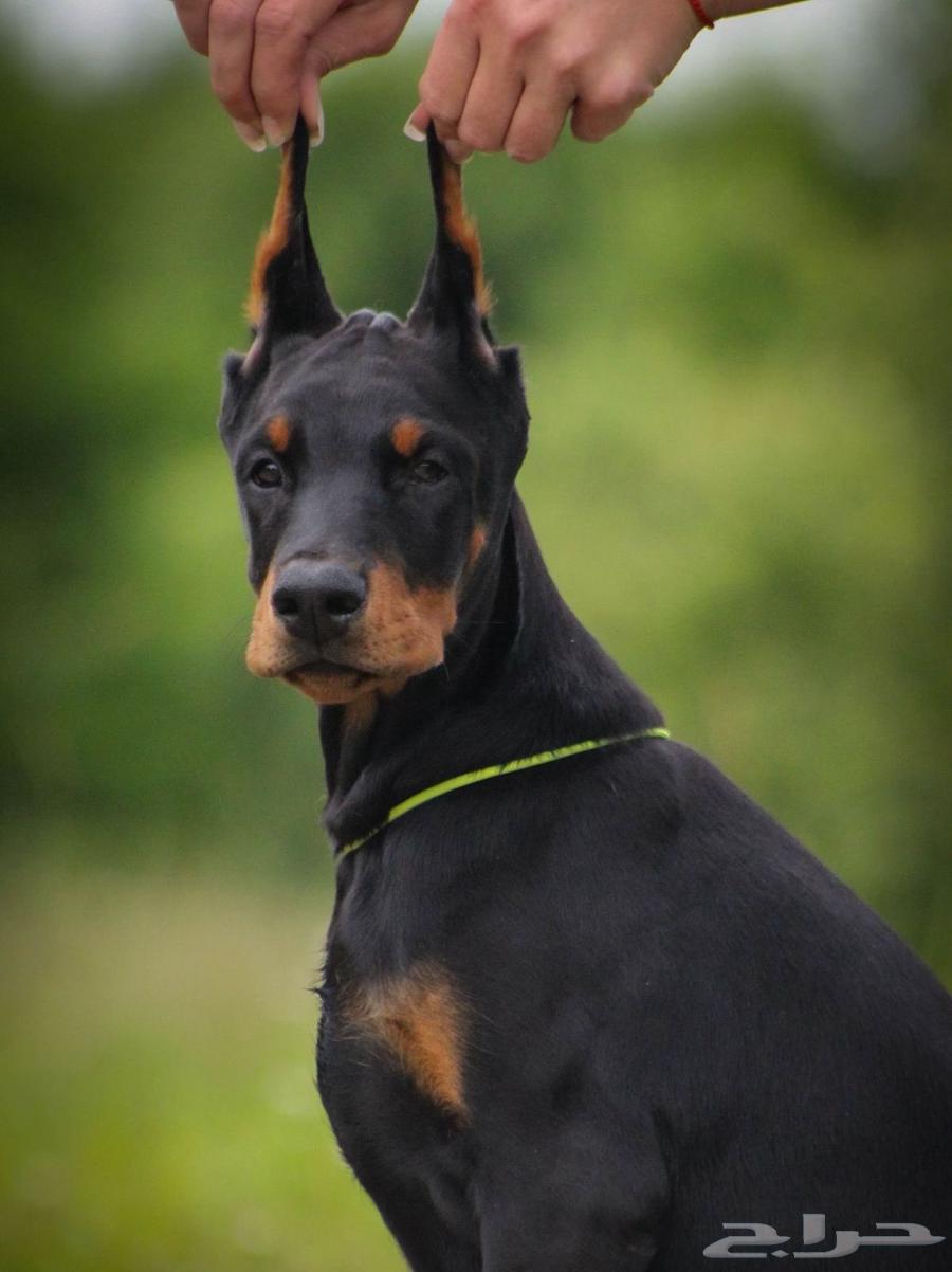 جراء دوبرمان وحوش استيراد من الخارج64369396490881113