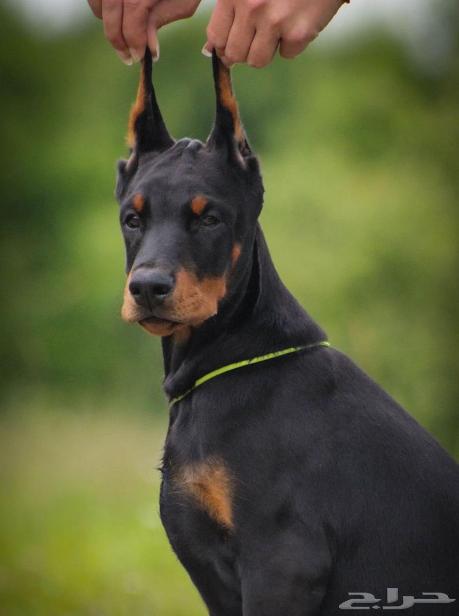 جراء دوبرمان وحوش استيراد من الخارج64369396490881114