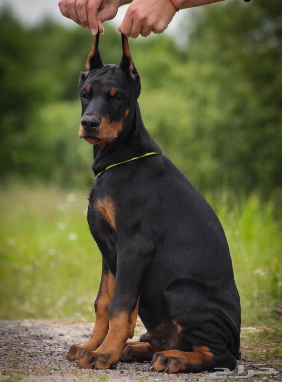 جراء دوبرمان وحوش استيراد من الخارج64369396490881112