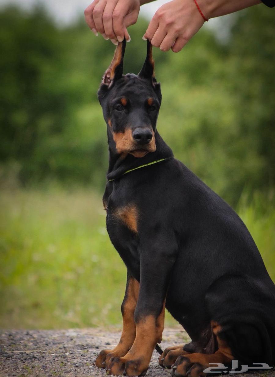 جراء دوبرمان وحوش استيراد من الخارج64369396490881111