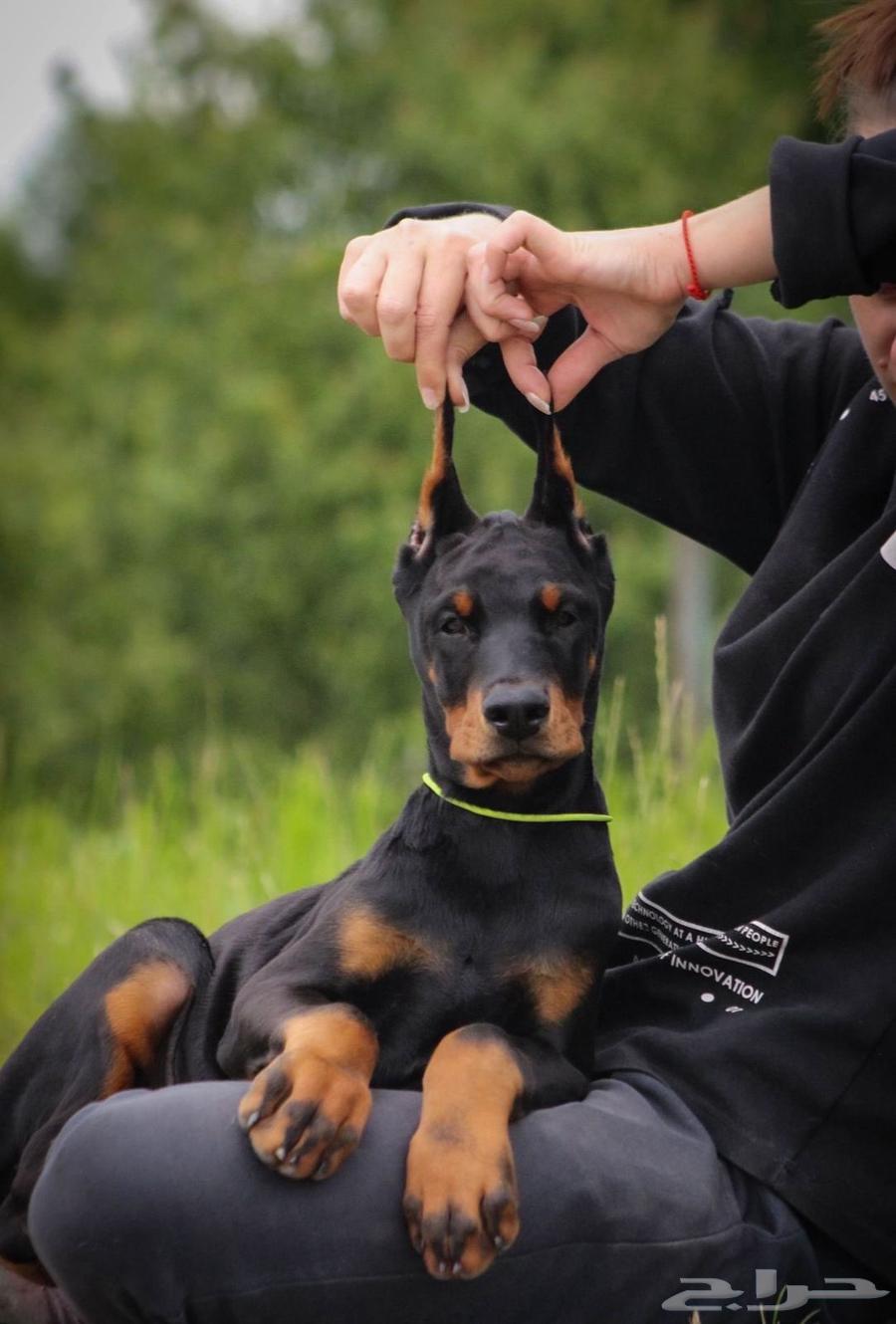 جراء دوبرمان وحوش استيراد من الخارج64369396490881110