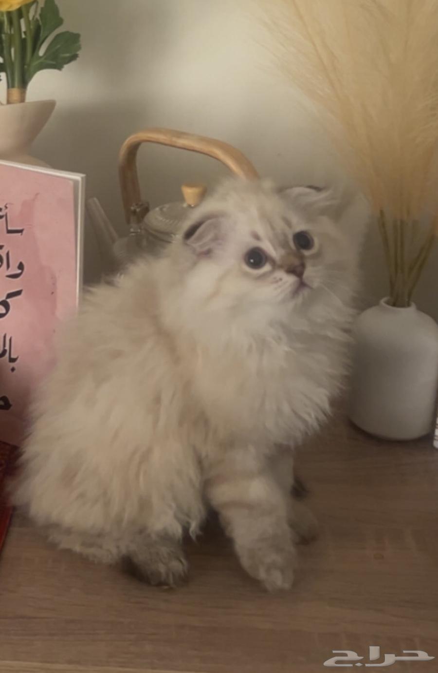 قطط شيرازي64367011366273110