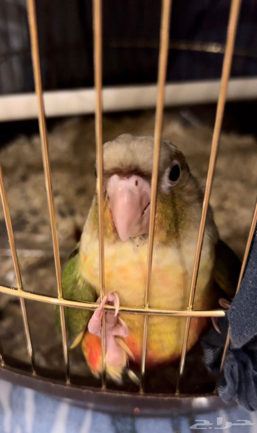 كنيور للبيع64378600840834110