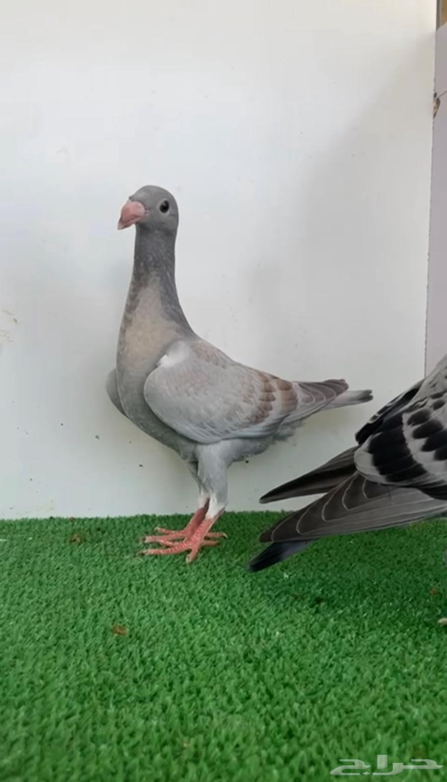 هومر رديوس وحامل لمون64367303712641114