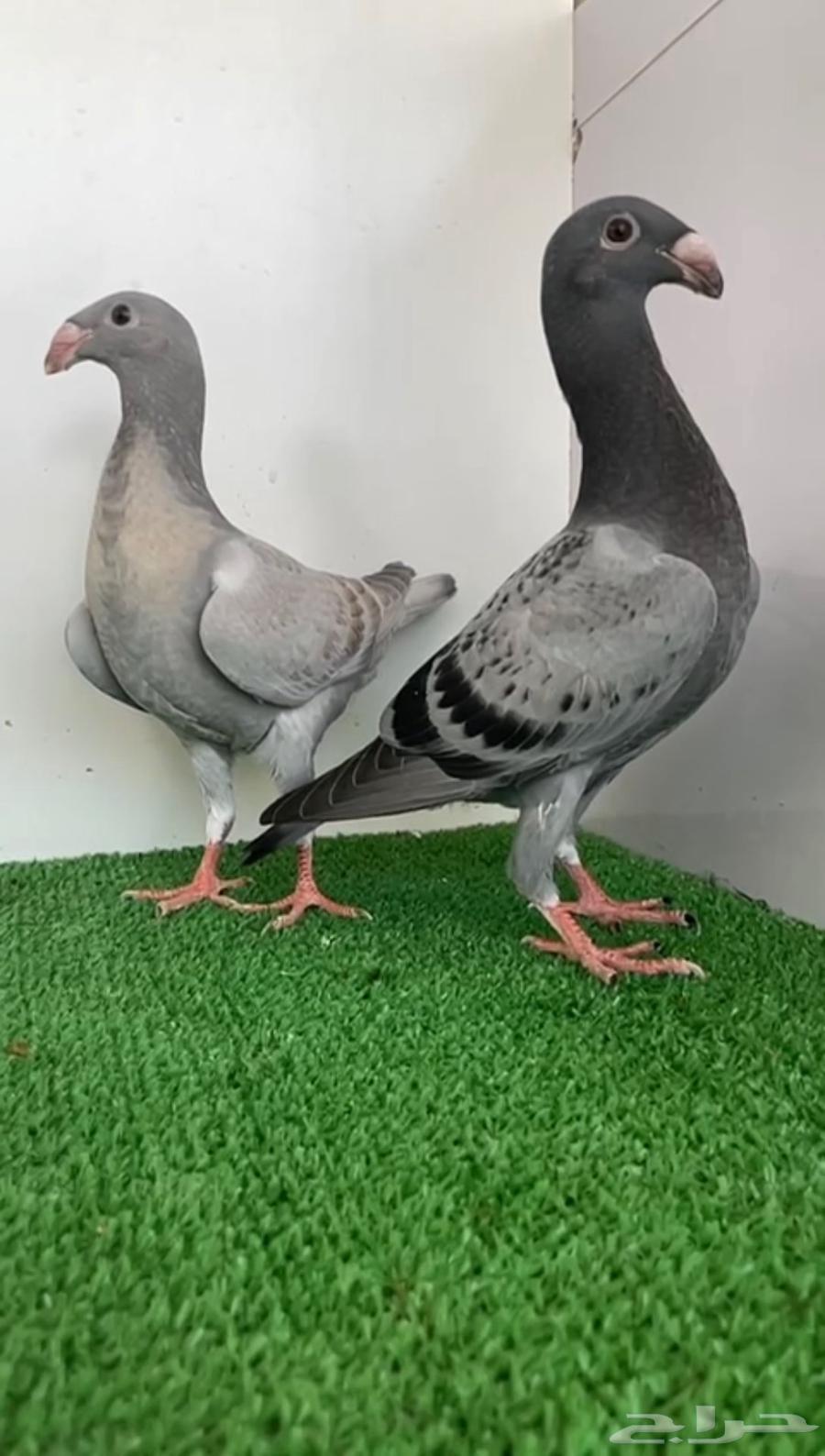 هومر رديوس وحامل لمون64367303712641111