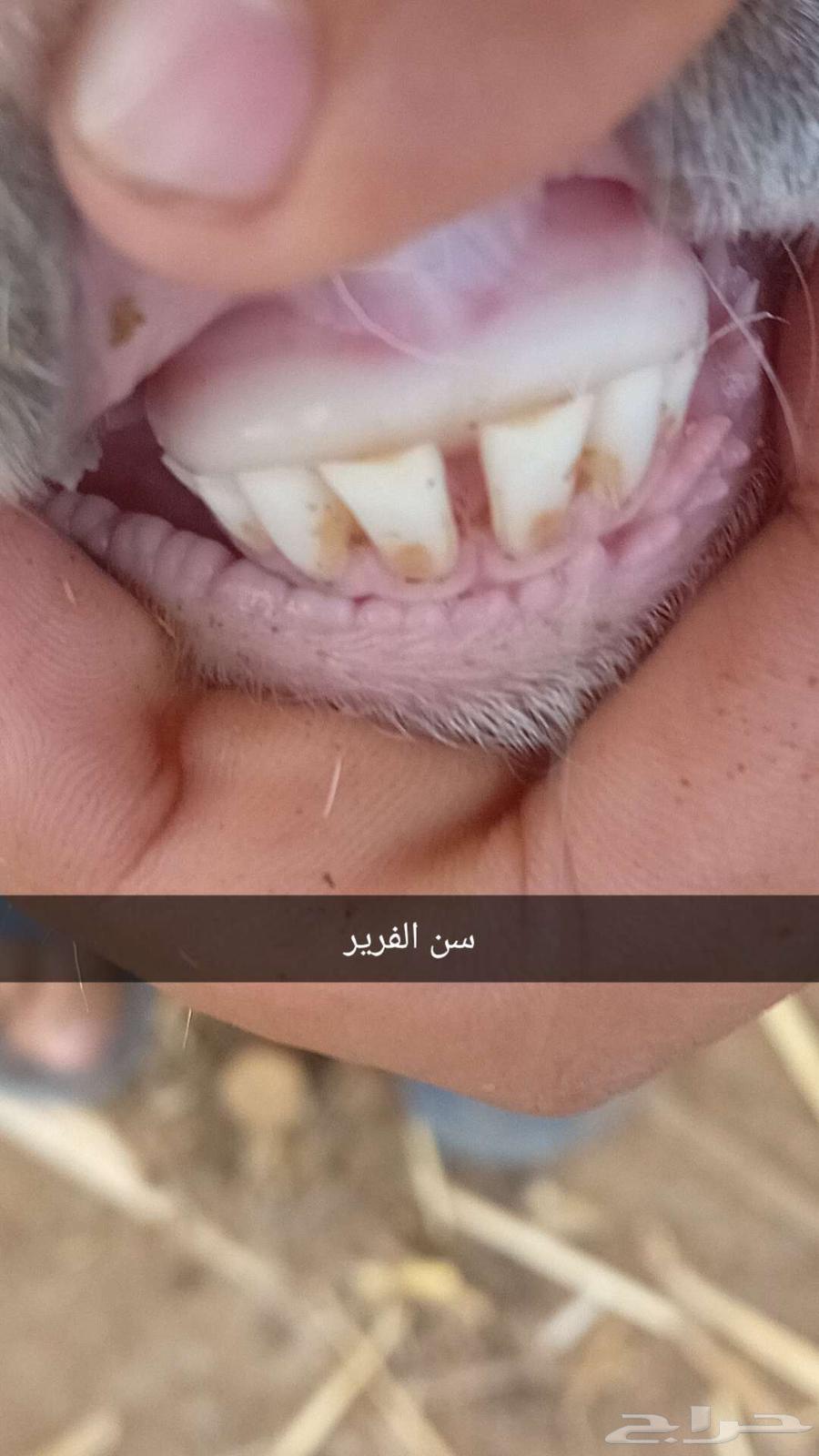 فرير بلدي64366056548866111