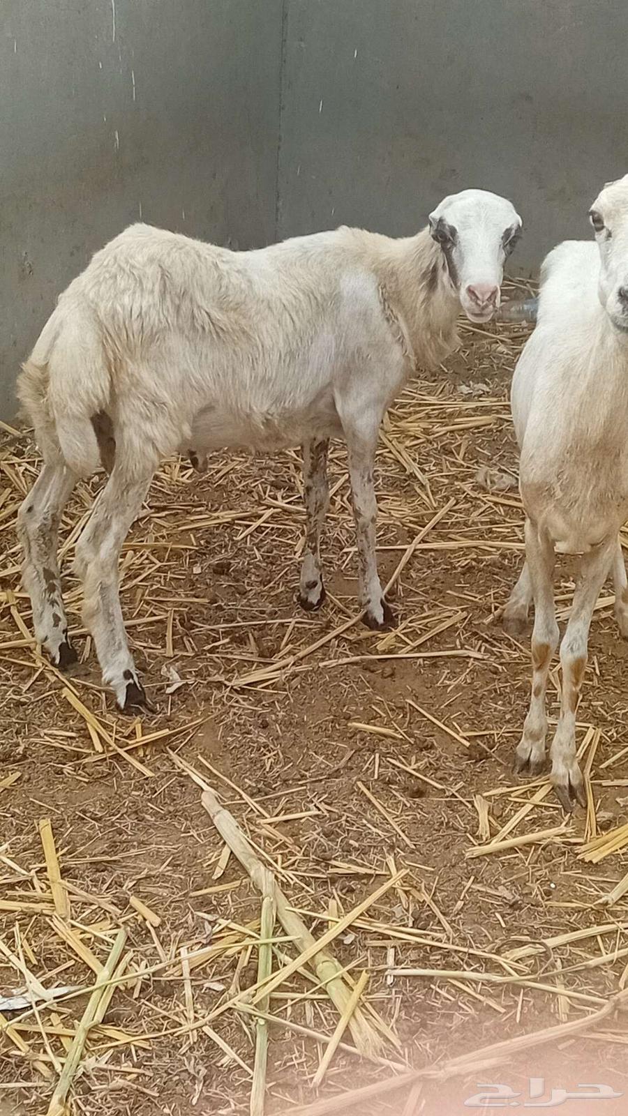 فرير بلدي64366056548866110