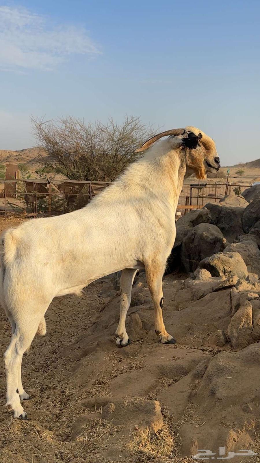 تيس فحل بيشي اكحل صنف64366527346946113