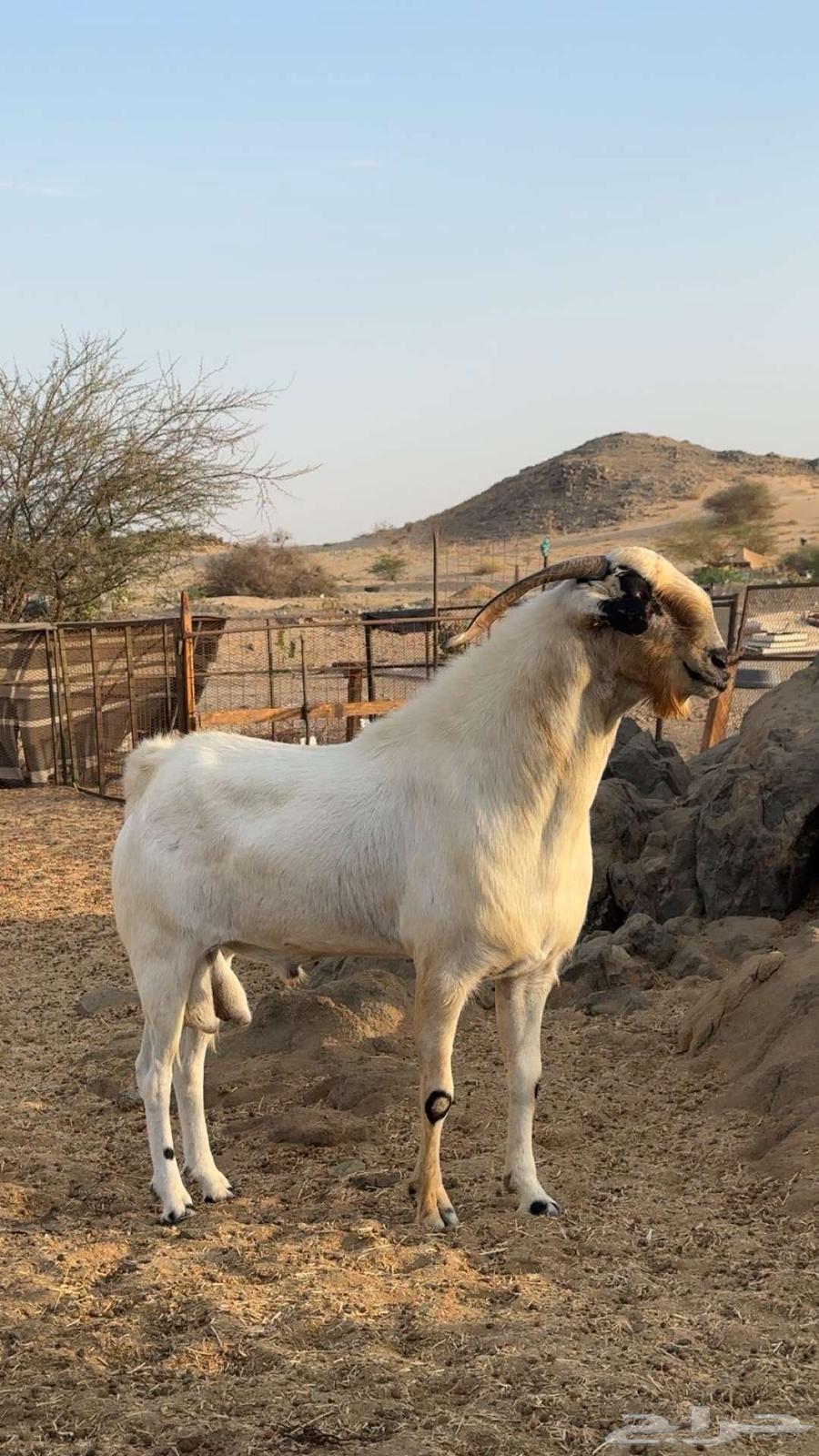 تيس فحل بيشي اكحل صنف64366527346946114