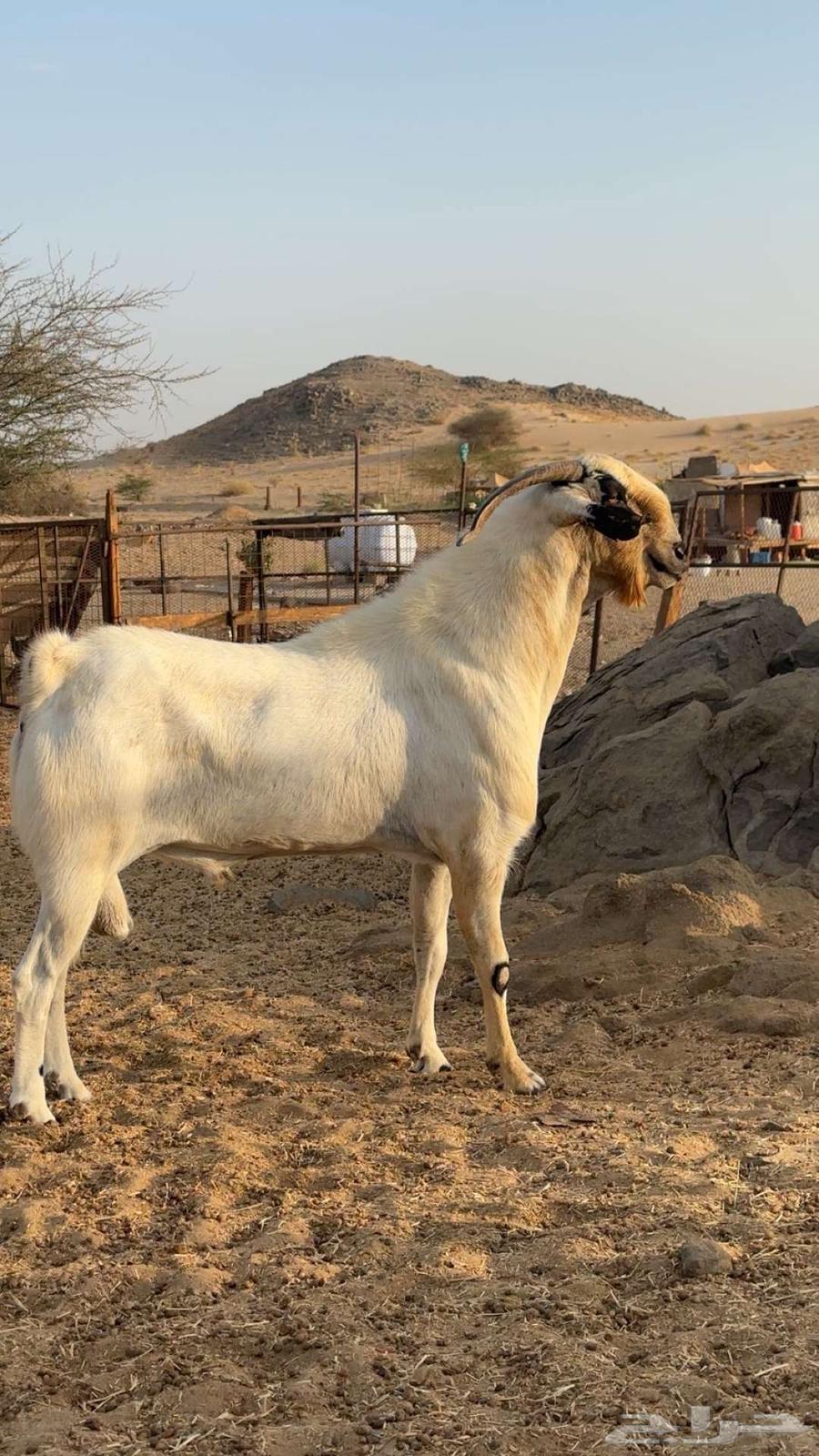 تيس فحل بيشي اكحل صنف64366527346946111