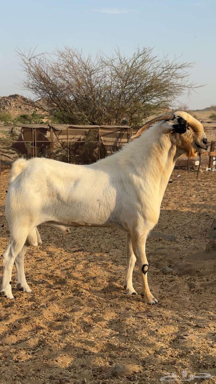 تيس فحل بيشي اكحل صنف64366527346946110