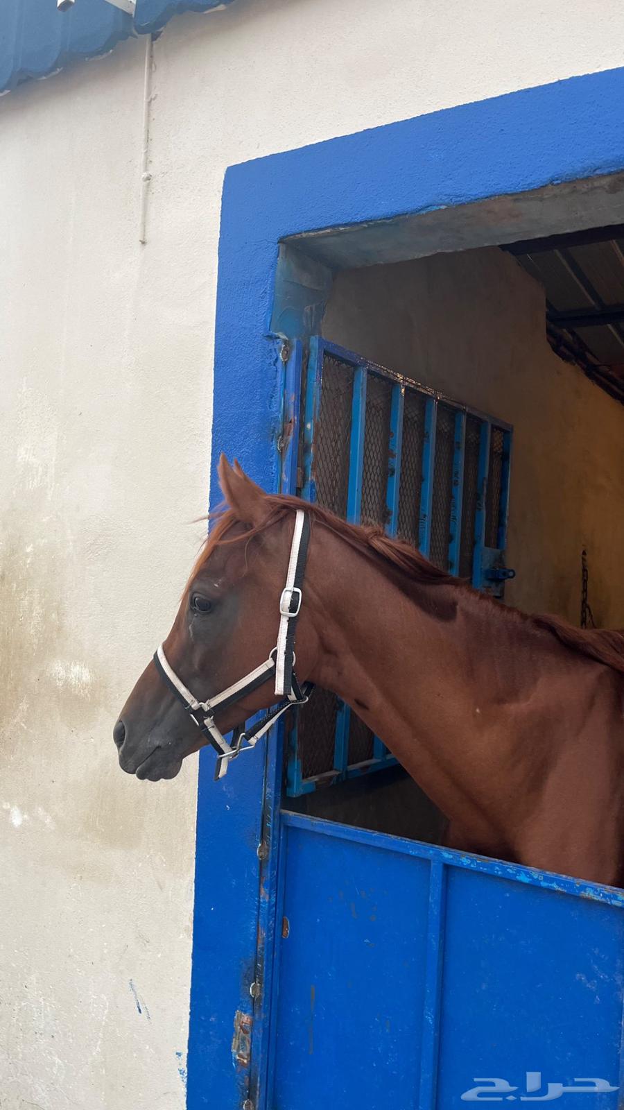 حصان شعبي64368061487619112