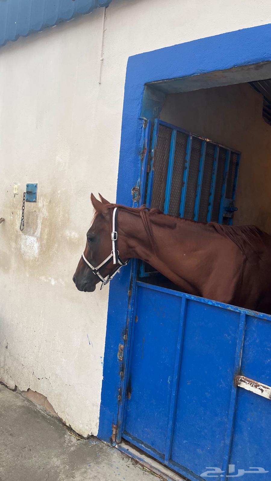 حصان شعبي64368061487619111