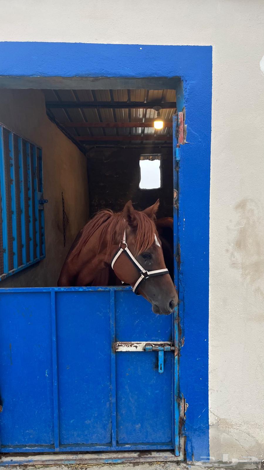 حصان شعبي64368061487619113