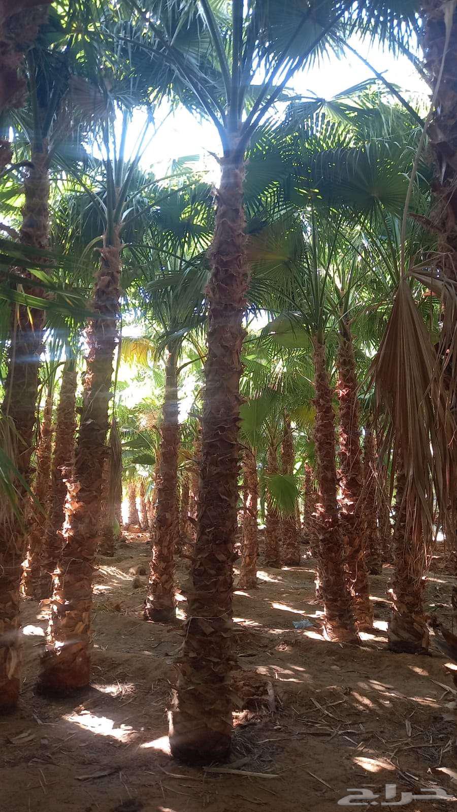 نخل واشنطني للبيع64444876428547111