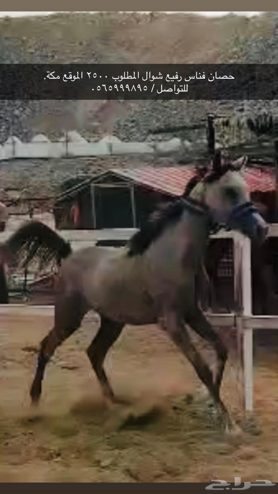 حصان بداية عسف ب 250064369864273025110