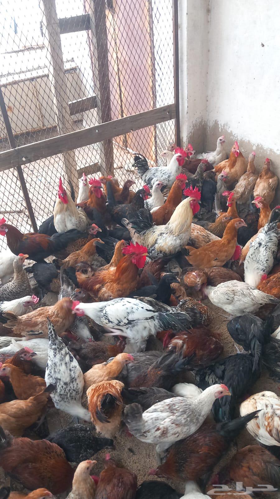 500 دجاج بلدي بي اض64371045373569110