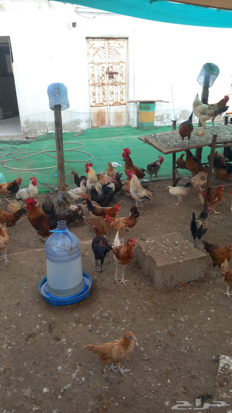 500 دجاج بلدي بي اض64371045373569111