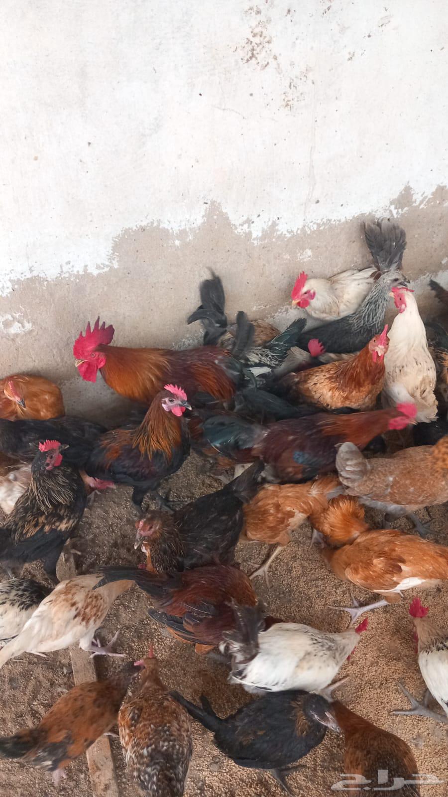 500 دجاج بلدي بي اض64371045373569113
