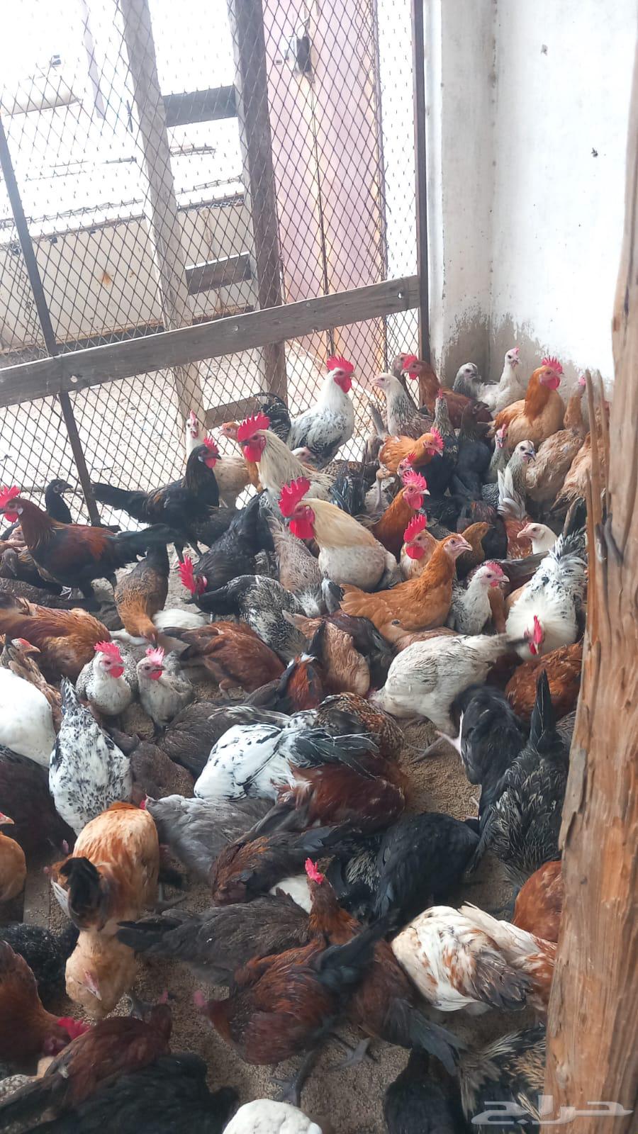 500 دجاج بلدي بي اض64371045373569112