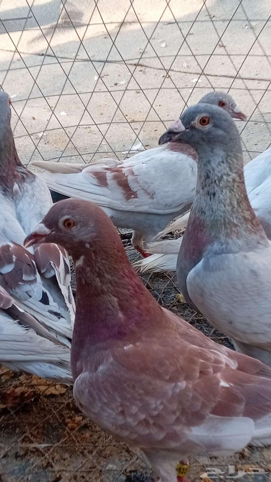 Old carrier pigeons, good lineage64372052976129112