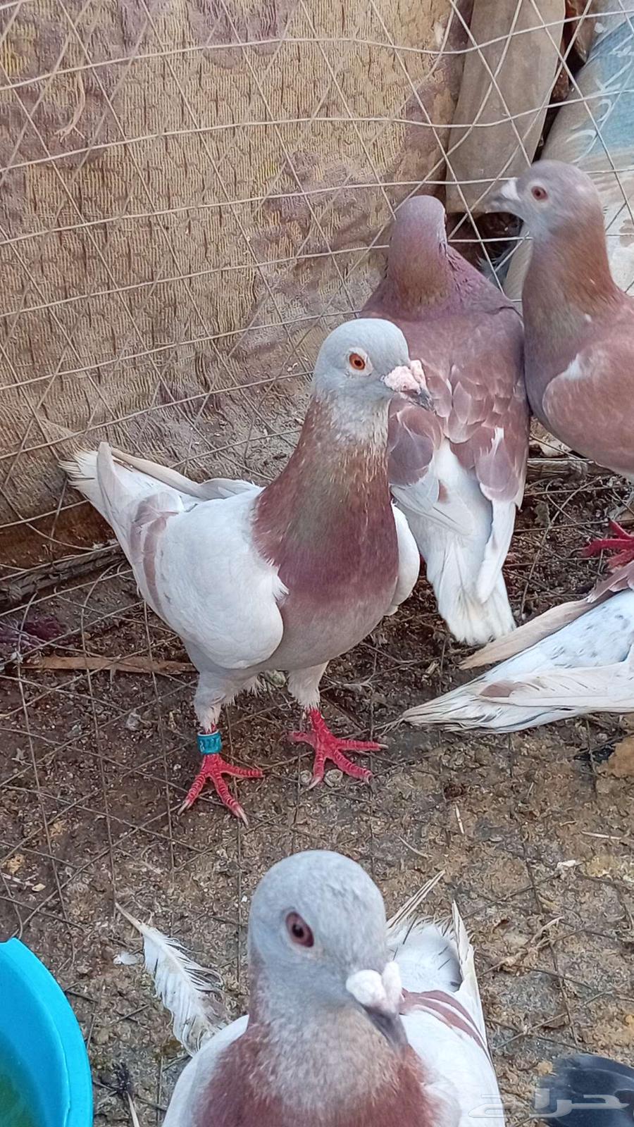 Old carrier pigeons, good lineage64372052976129113