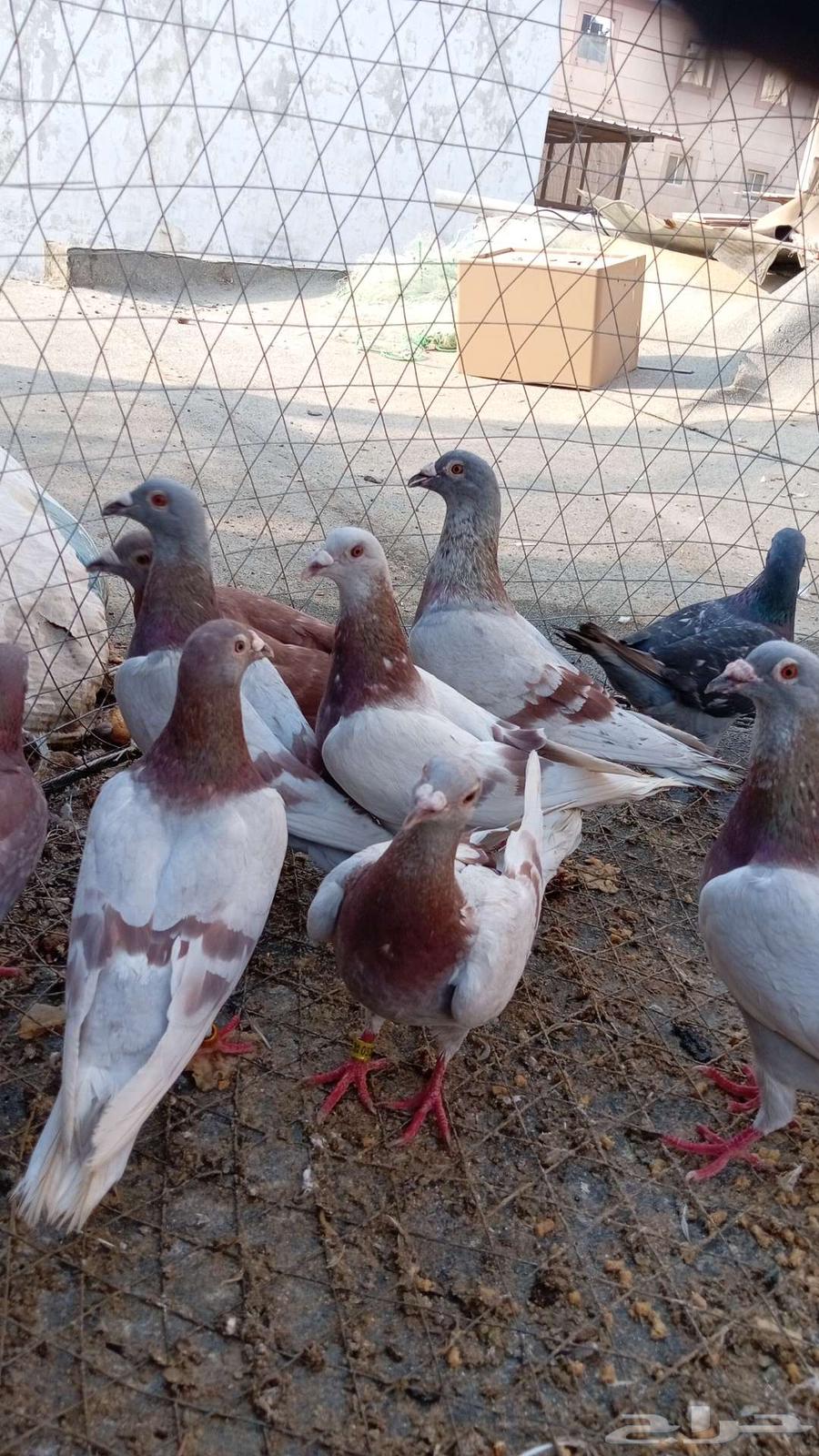 Old carrier pigeons, good lineage64372052976129111