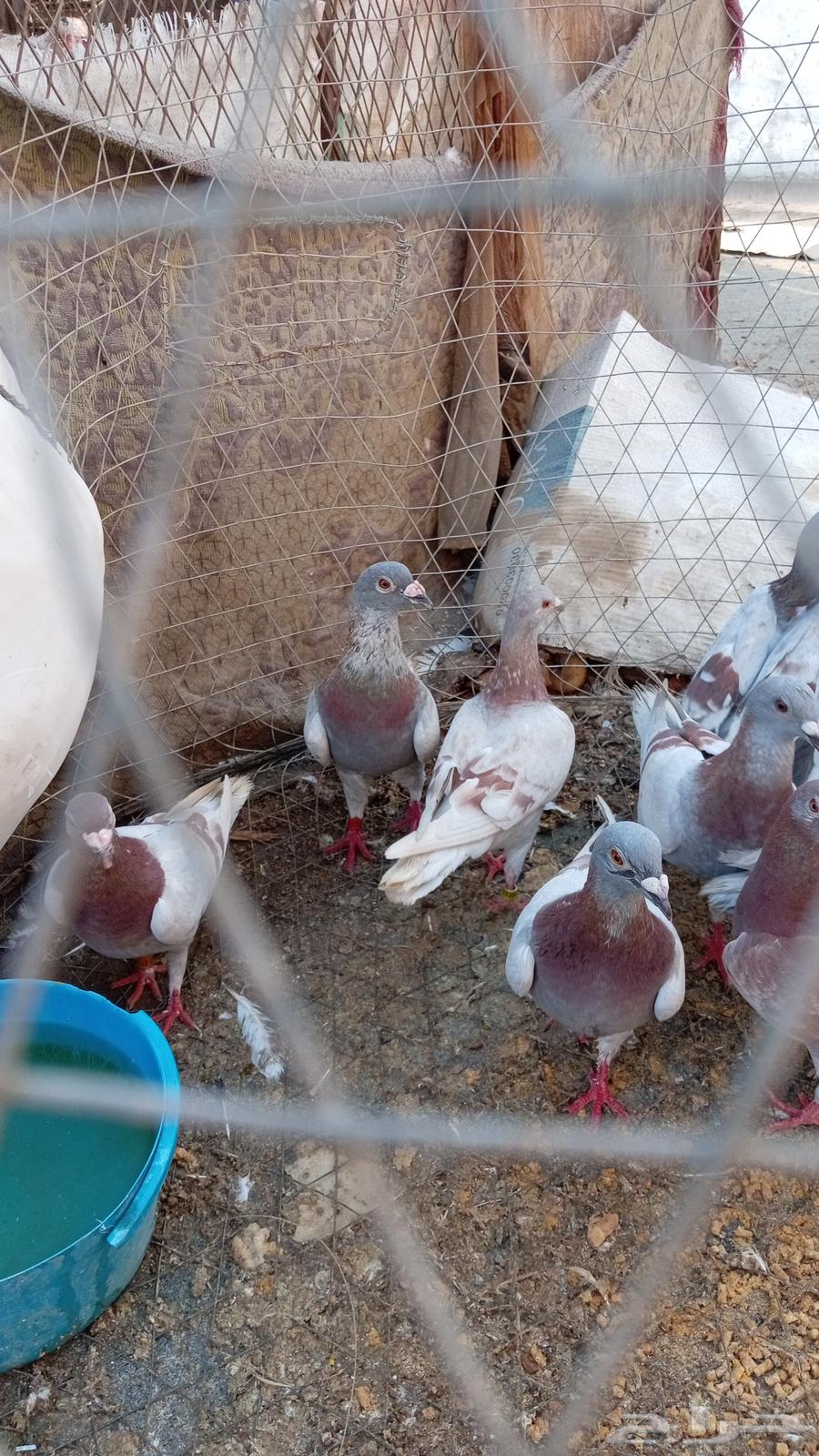 Old carrier pigeons, good lineage64372052976129110