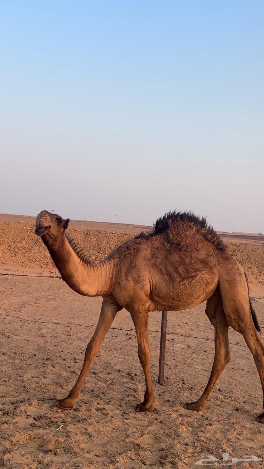 للبيع بكار وحده من بكره كفوو طيبه64372141418882110