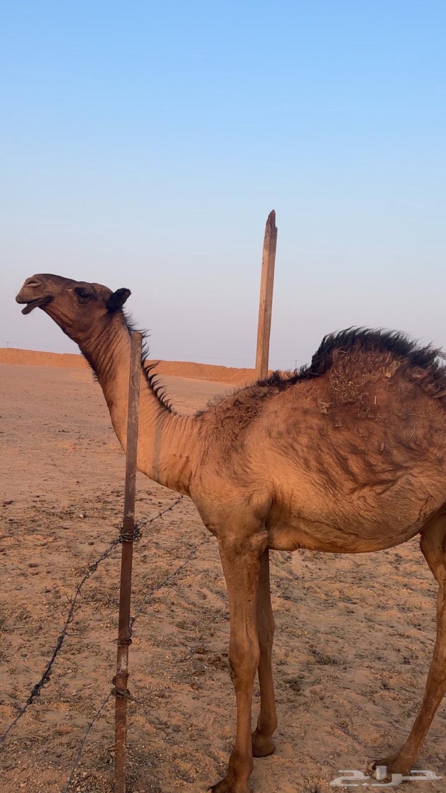 للبيع بكار وحده من بكره كفوو طيبه64372141418882111