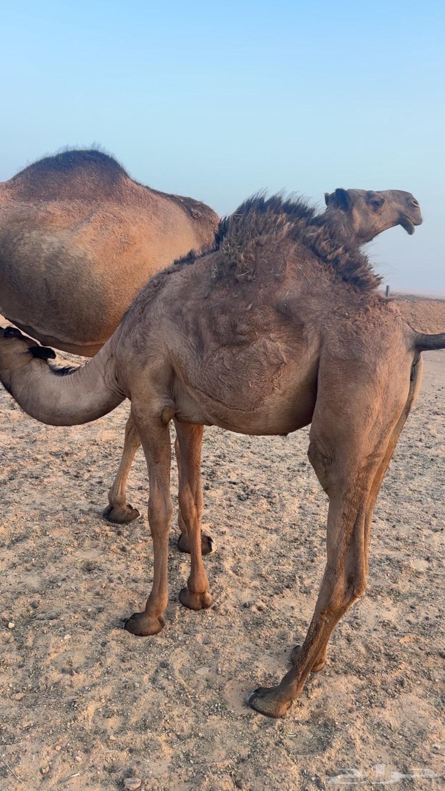 للبيع بكار وحده من بكره كفوو طيبه64372141418882114