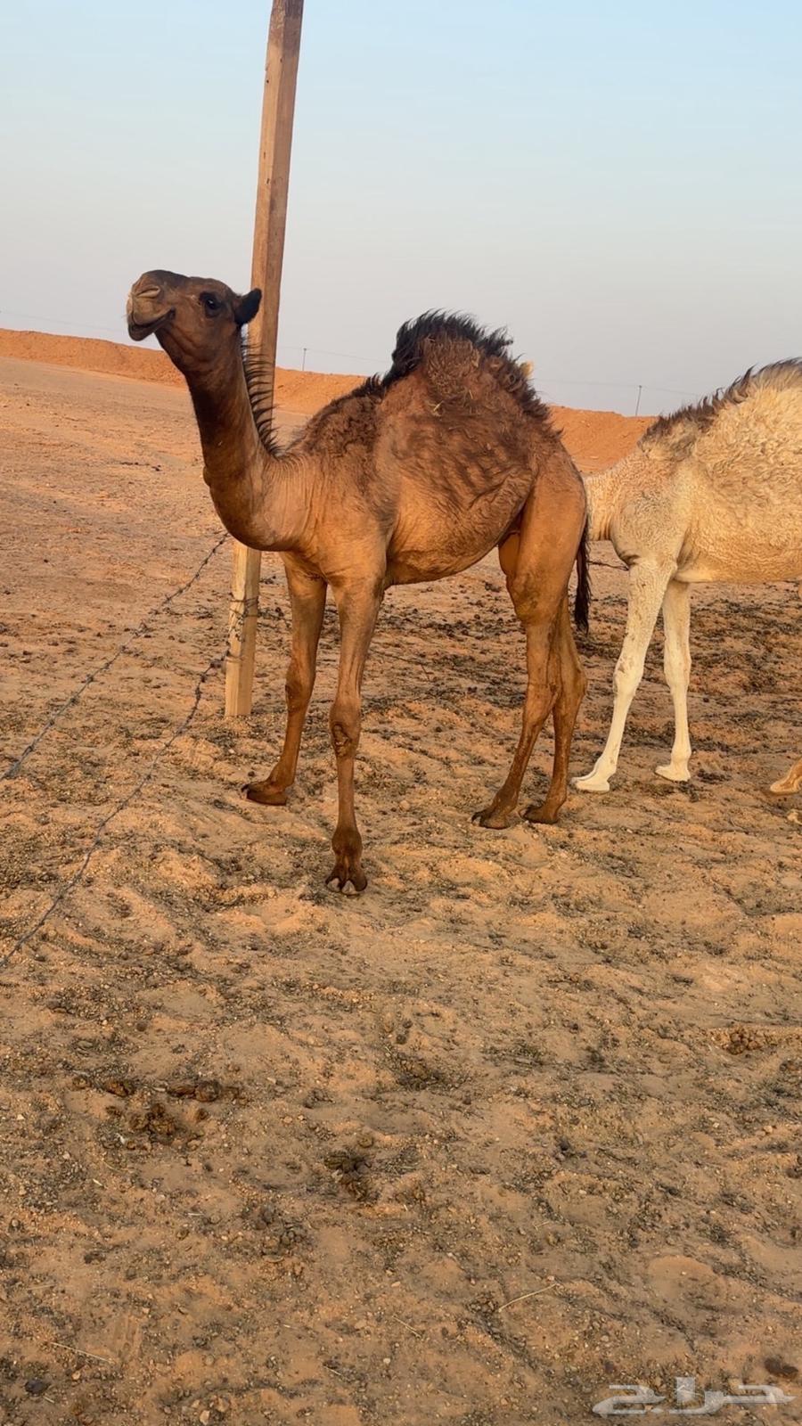 للبيع بكار وحده من بكره كفوو طيبه64372141418882112