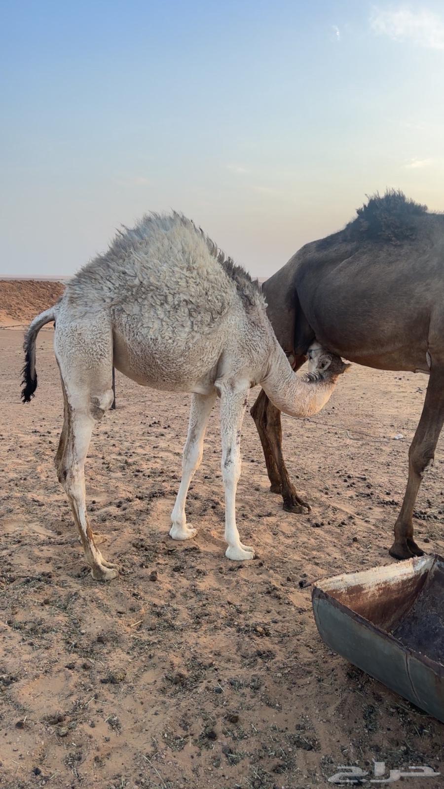 للبيع بكار وحده من بكره كفوو طيبه64372141418882113