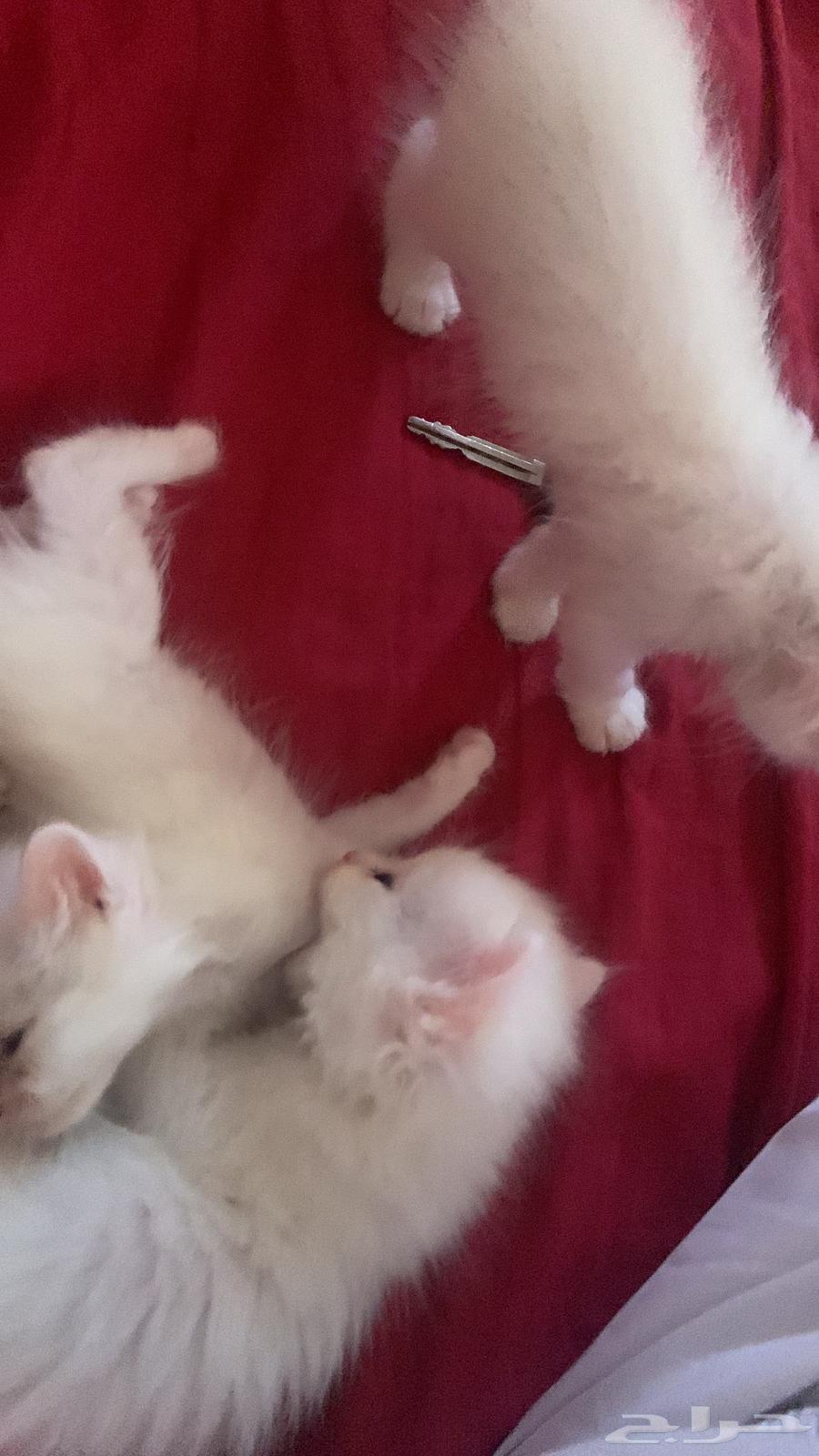 قطوه للبيع64372463354114110