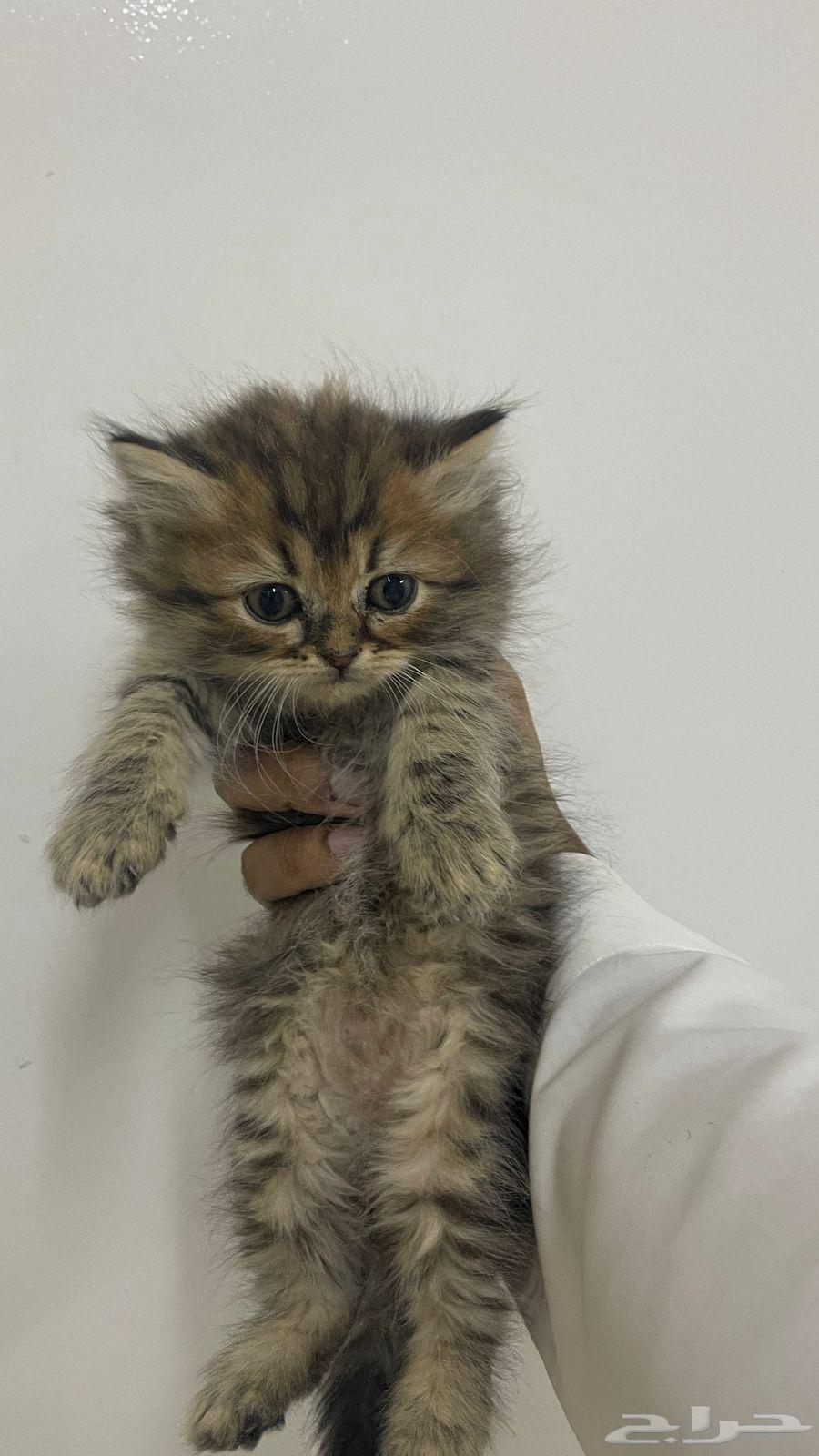 قط كيتن للبيع64372930769794111