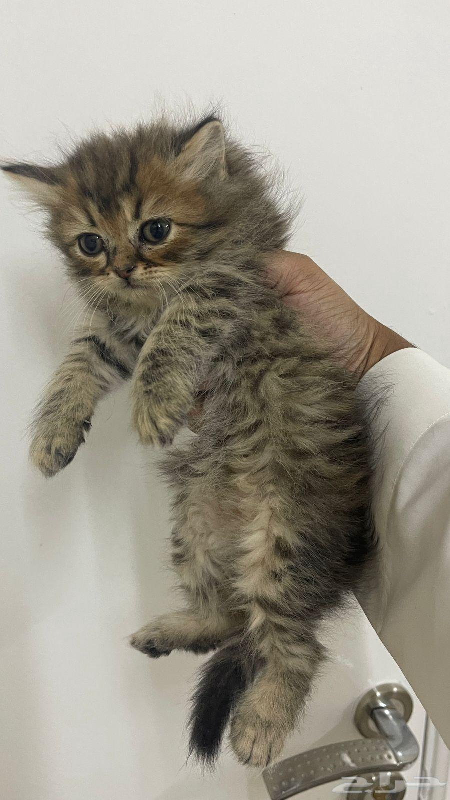 قط كيتن للبيع64372930769794110