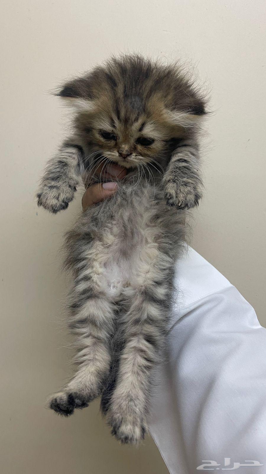 قط كيتن للبيع64372930769794112