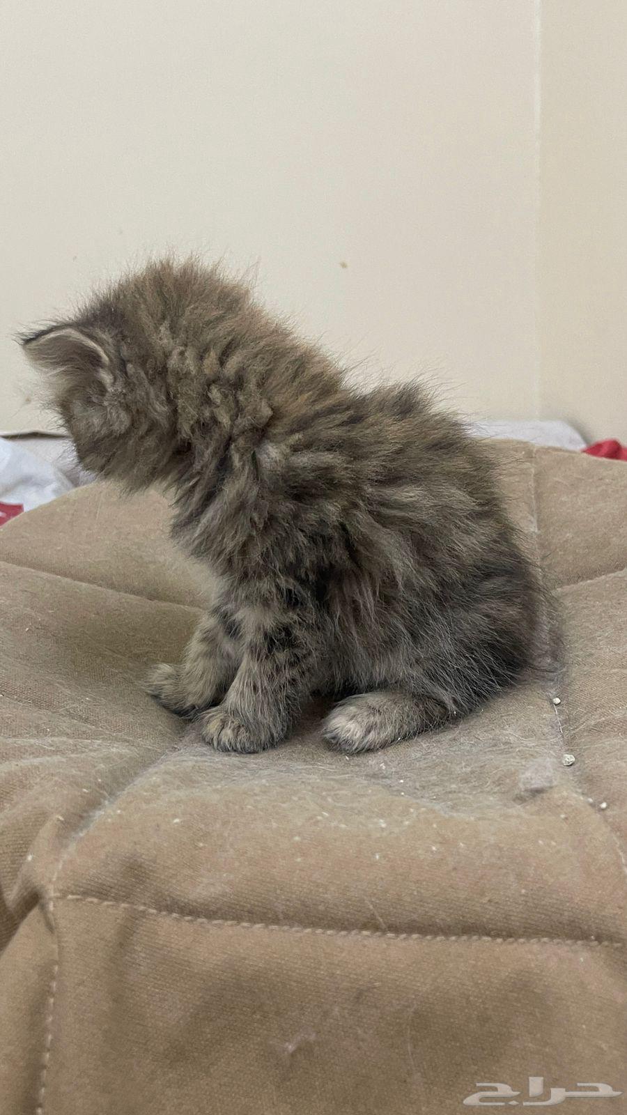 قط كيتن للبيع64372930769794113