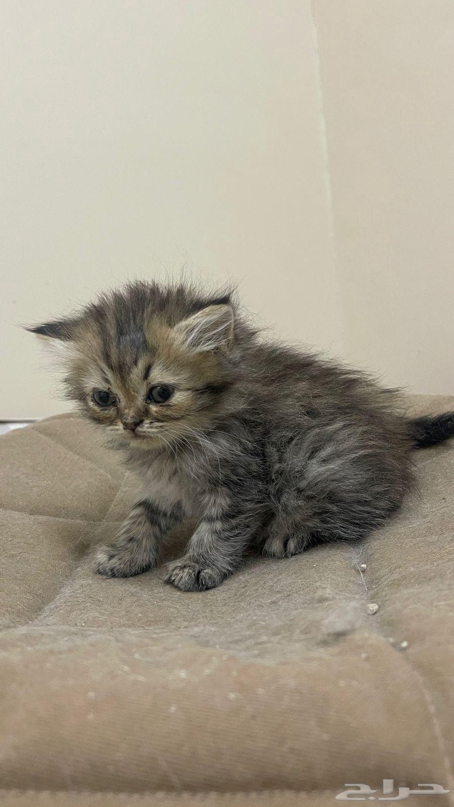قط كيتن للبيع64372930769794114