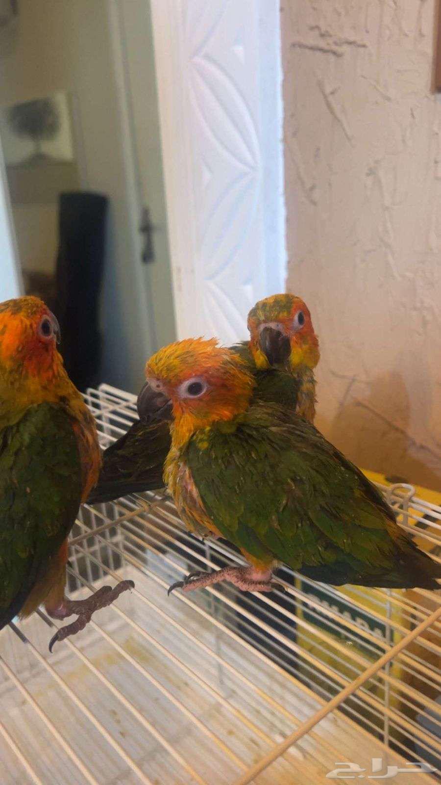 صن كنيور فروخ 364375586775937113