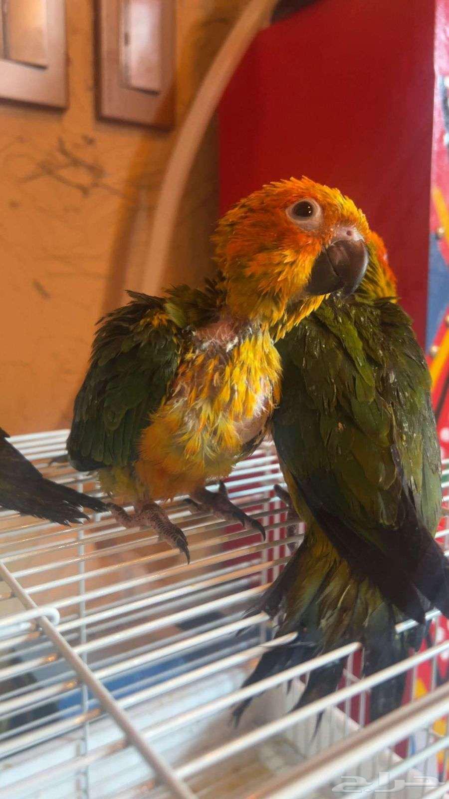 صن كنيور فروخ 364375586775937112