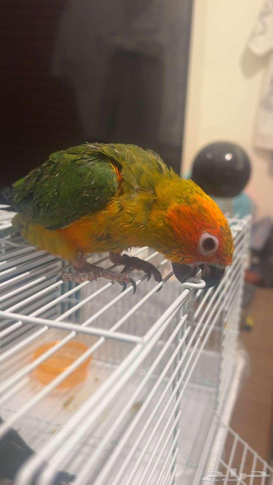 صن كنيور فروخ 364375586775937110