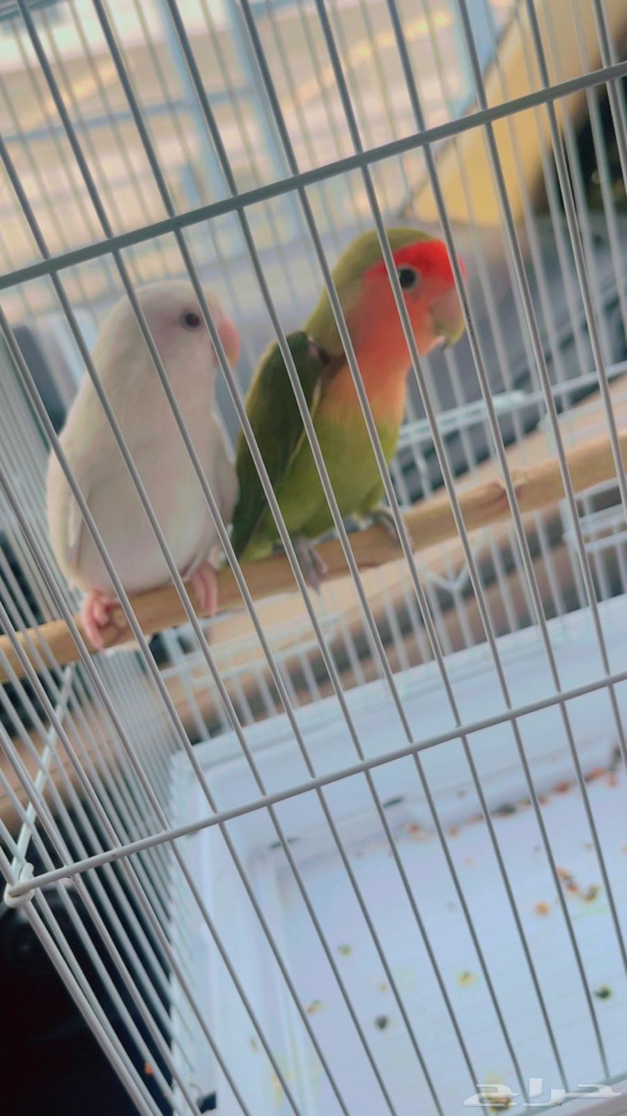 جوز روز - انثى البينو64376674990722111