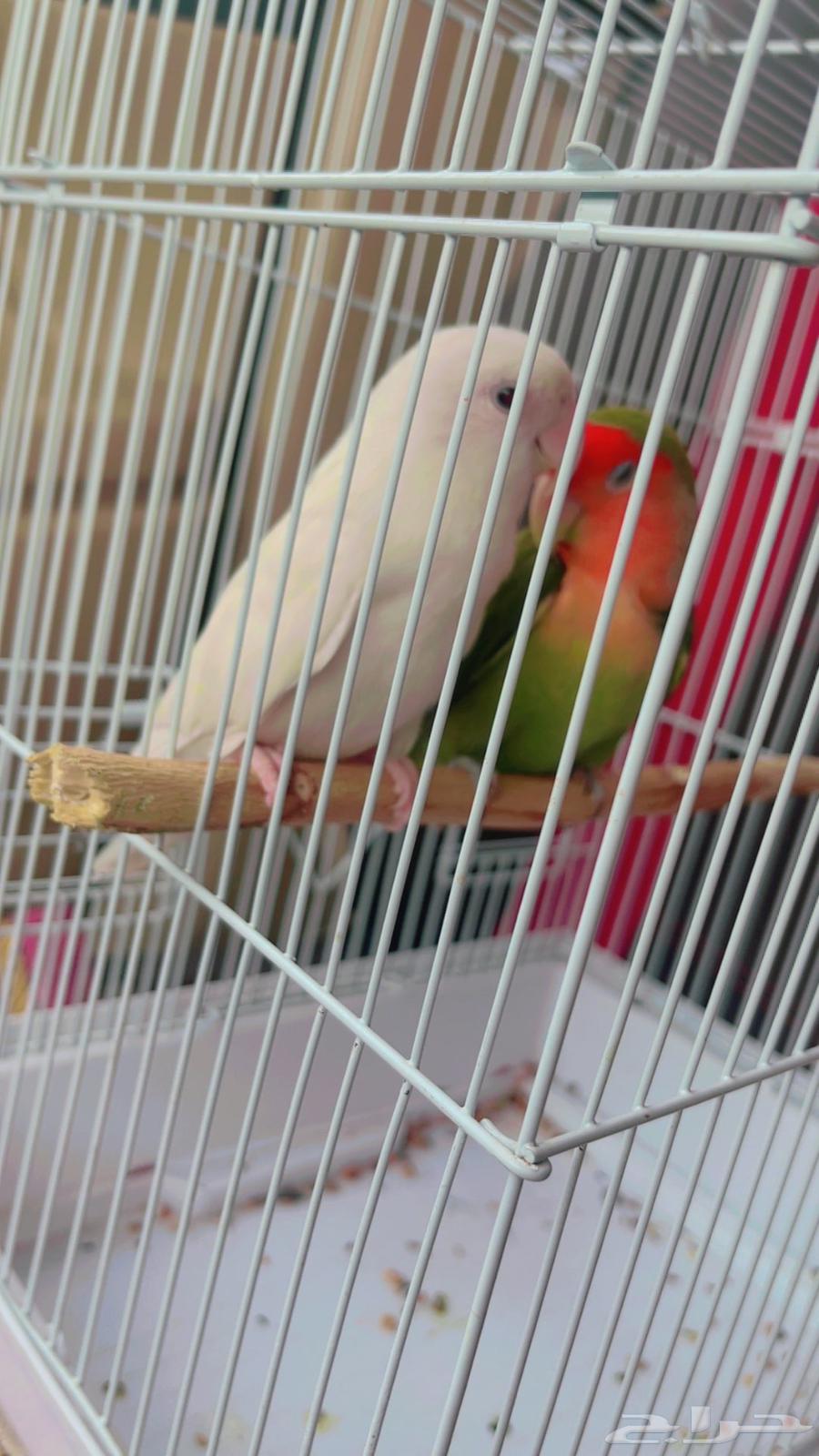 جوز روز - انثى البينو64376674990722110