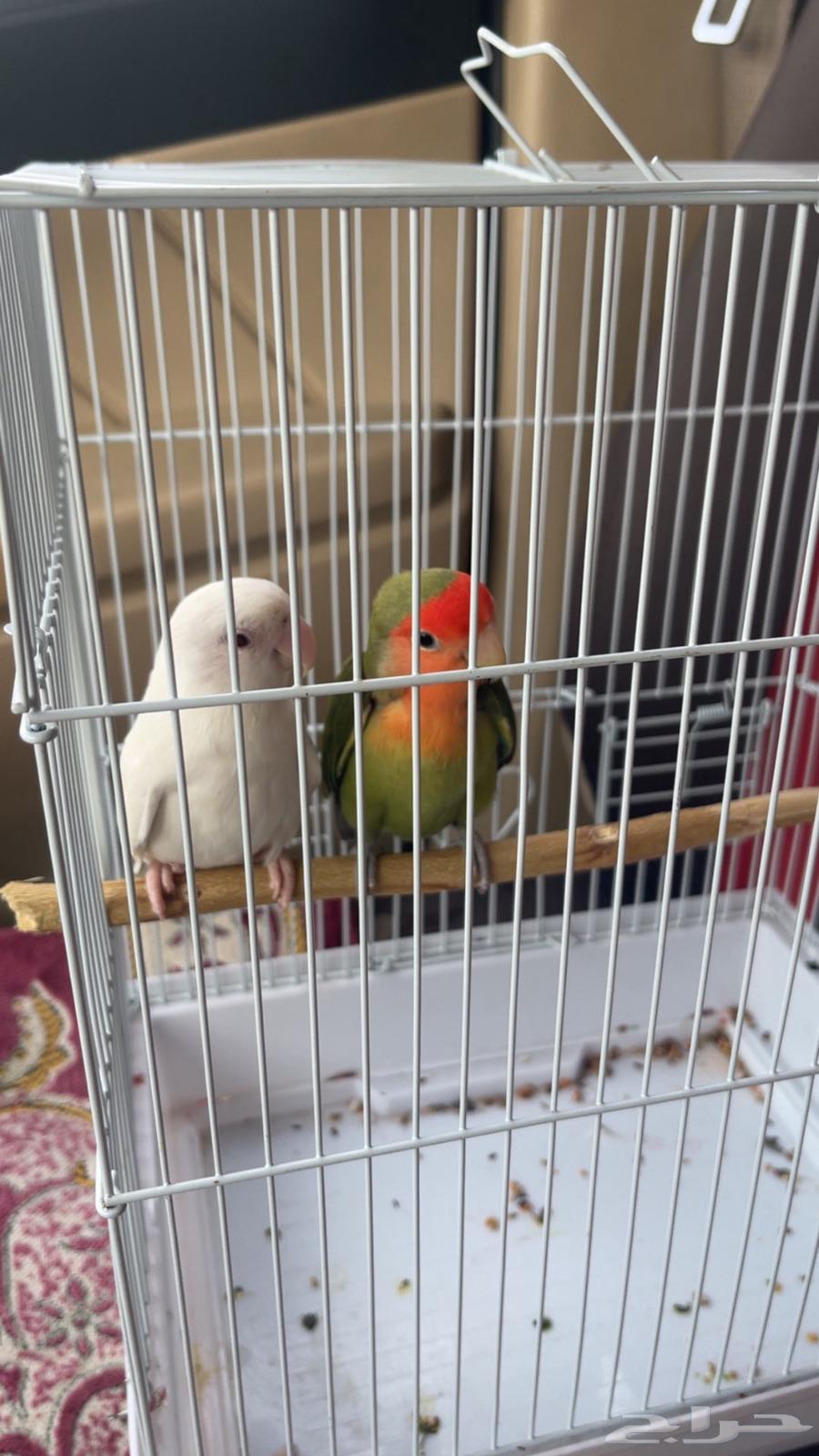 جوز روز - انثى البينو64376674990722112