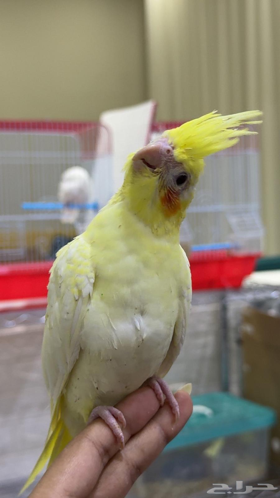 كروان لاتينو تايقر64364684166274113